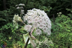 Angelica sylvestris (13)